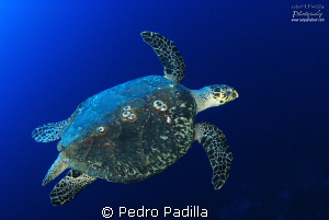 Hawksbill Sea Turtle @ Wall Dive 
f/9 @ 1/60sec ISO-200 by Pedro Padilla 